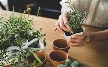 لزراعة الأعشاب داخل المنزل.. قواعد بسيطة تمنح بيتك نكهة طبيعية وحيوية