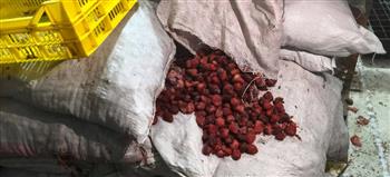 محافظ الدقهلية: ضبط 27.5 طن منتجات منتهية الصلاحية في حملة مكبرة للهيئة القومية لسلامة الغذاء