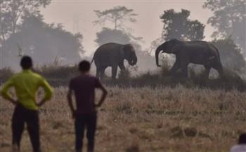 فيل هائج يرعب الهند.. قتل 17 ضحية ولا يزال طليقًا