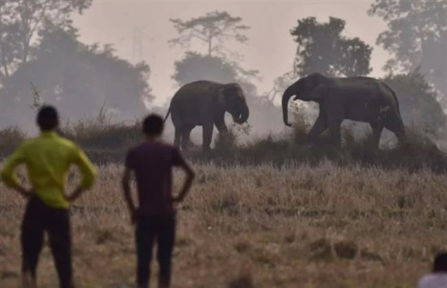 فيل هائج يرعب الهند.. قتل 17 ضحية ولا يزال طليقًا