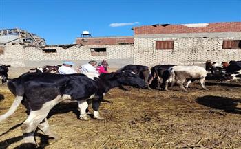 تحصين 10 آلاف رأس ماشية في أول أيام الحملة القومية للتحصين ضد الحمى القلاعية والوادي المتصدع بالدقهلية