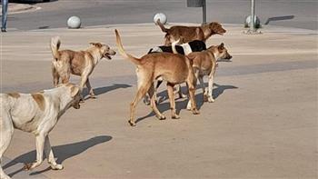 محافظ القاهرة: بدء طرح عروض إنشاء شلتر لإيواء الكلاب الضالة بشرق الأتوستراد