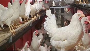 تراجع أسعار الفراخ البيضاء في المزرعة اليوم الأربعاء 14-1-2026 في الأسواق