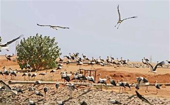 منال عوض: عدم المساس بمسارات الطيور شرط أساسي لتنفيذ مشروع رياح البحر الأحمر