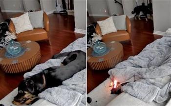 بسبب اللعب.. كلبة مشاغبة تتسبب في حريق هائل داخل منزل