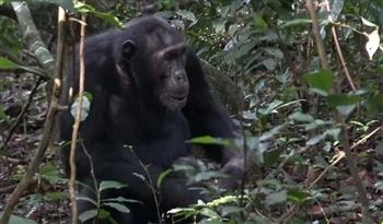 أتقنت اللغات وعدّ الأرقام والرسم.. رحيل أنثى"الشمبانزي العبقرية"  