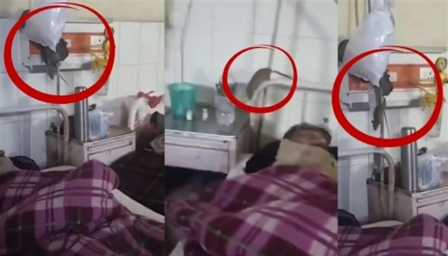 فضيحة في الهند.. فئران تمرح بجوار مرضى في مستشفى حكومي