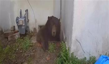 رفيق لا يُحتمل.. دب يشارك أمريكي في منزله لمدة 37 يومًا