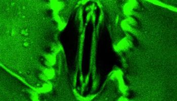 للمرة الأولى.. علماء يرصدون تنفس النباتات الحقيقي