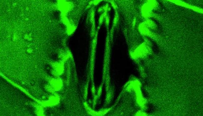 للمرة الأولى.. علماء يرصدون تنفس النباتات الحقيقي