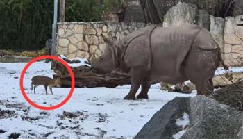 معركة غير مكافئة تنتهي بمفاجأة.. غزال صغير يتحدى وحيد قرن ضخم (فيديو)