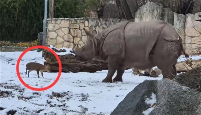 معركة غير مكافئة تنتهي بمفاجأة.. غزال صغير يتحدى وحيد قرن ضخم (فيديو)