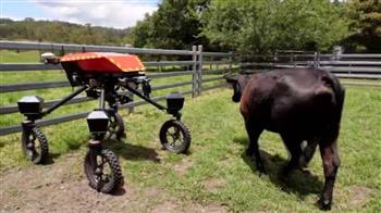 الصين.. روبوت رباعي الأرجل يراقب سلوكيات الأبقار