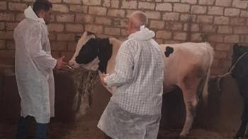 "الزراعة": تحصين حوالي 530 ألف رأس ماشية خلال الأسبوع الأول من الحملة الاستثنائية ضد الحمى القلاعية