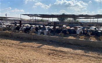 محطة تسمين الماشية بجنوب بورسعيد تستقبل 300 رأس كمرحلة أولى استعدادًا لشهر رمضان