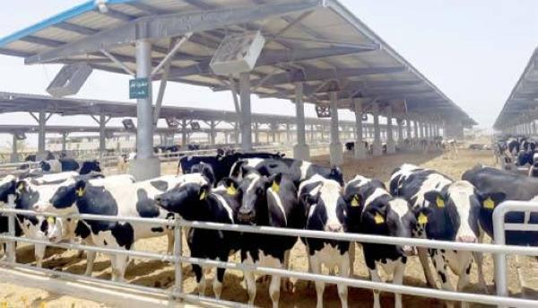 "الزراعة" تصدر 1165 ترخيص تشغيل لأنشطة ومشروعات الإنتاج الحيواني والداجني خلال ديسمبر