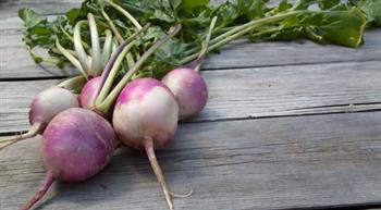 أهم فوائد اللفت للجسم..اكتشفها