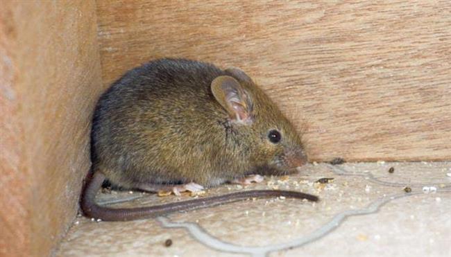 لربات البيوت.. علامات تدل على وجود فئران في منزلك وطريقة التعامل معها