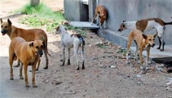 صدمة في العراق.. طفل حاول الهرب من الكلاب الضالة فدهسته سيارة