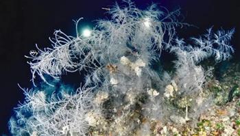 ارتفاعه 4 أمتار.. ظهور مخلوق بحري نادر في نيوزيلندا