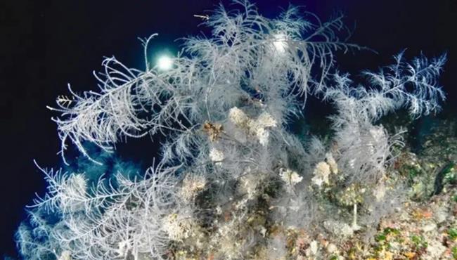 ارتفاعه 4 أمتار.. ظهور مخلوق بحري نادر في نيوزيلندا