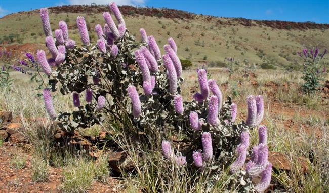 صدمة للعلماء.. اكتشاف نبات منقرض منذ 6 عقود