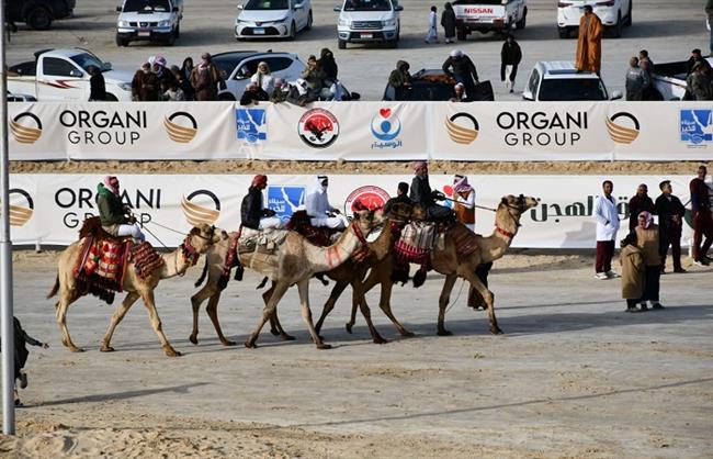 وزير الرياضة ومحافظ شمال سيناء يشهدان ختام مهرجان سباقات الهجن بالعريش  