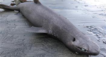 "قرش الأنمي".. أمواج البحر تقذف سمكة غريبة في إسبانيا