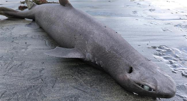 "قرش الأنمي".. أمواج البحر تقذف سمكة غريبة في إسبانيا