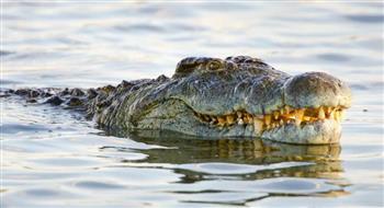نزهة سباحة تتحول إلى كارثة.. تمساح يهاجم شابًا في أستراليا