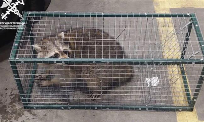 سافر من أمريكا لأوروبا.. راكون يعبر الأطلسي مختبئًا داخل سيارة