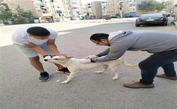 تحصين الكلاب الضالة ضد السعار بمساكن أبو عشرة بالغردقة