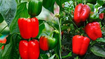  خطوات بسيطة لزراعة الفلفل الحلو في شرفة منزلك