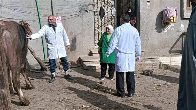 محافظ الدقهلية: تحصين 68 ألف رأس ماشية ضد الحمى القلاعية والوادي المتصدع