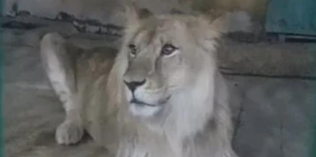 ضبط أسد غير مرخص داخل مزرعة بالبدرشين.. والنيابة تباشر التحقيق