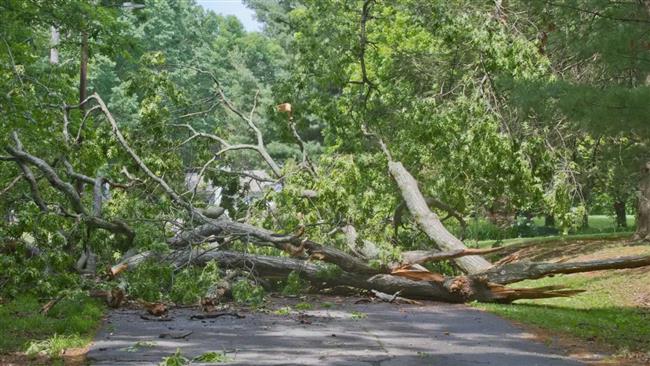 شجرة كبيرة تسقط على سيدتين أثناء رحلة مشي استكشافية