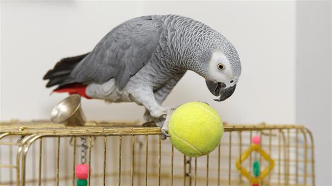  بعد 4 سنوات من الغياب.. ببغاء يعود لصاحبه ويتحدث بلغة جديدة