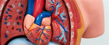 هذه أهم أعراض ضعف عضلة القلب