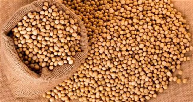 فول الصويا يصعد للجلسة الثانية مع آمال بانتعاش الطلب الصيني بعد محادثات واشنطن وبكين