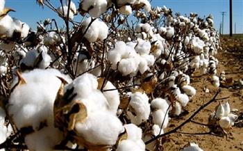 وزراة الزراعة الأمريكية تستعرض الدول الأفريقية ذات أعلى إنتاجية للقطن