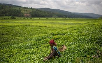 مرصد التجارة الزراعية الإفريقية يسلط الضوء على أبرز 5 دول إفريقية مصدرة للمنتجات الزراعية