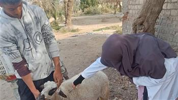 خلال 3 أسابيع.. محافظ الجيزة: تحصين 90 ألف رأس ماشية ضد الحمى القلاعية