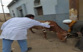 خلال 3 أسابيع.. محافظ الجيزة: تحصين 90 ألف رأس ماشية ضد الحمى القلاعية