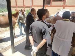 العنانية تشهد انطلاق قافلة بيطرية مجانية بالتعاون بين الطب البيطري و جامعة الدلتا ومستشفى بروك الخيرى