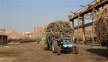 «القابضة الغذائية»: توريد 630 ألف طن قصب لمصانع "السكر والصناعات التكاملية"