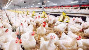 مجلس الوزراء ينفي ارتفاع أسعار الدواجن نتيجة نقص المعروض منها بالأسواق