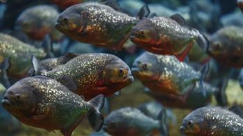 أسماك البيرانا المفترسة تهاجم المصطافين على شاطئ برازيلي