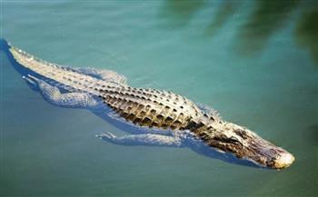 بعد فيضانات مدمرة.. التماسيح تجتاح شوارع دولة إفريقية