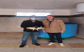 منال عوض تطلق ثلاثة سلاحف بحرية مهددة بالانقراض احتفالاً باليوم الوطني للبيئة