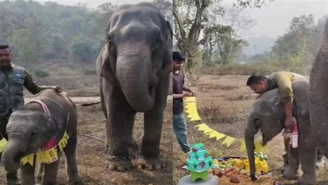  "مومو" يغزو الإنترنت.. عيد ميلاد مدهش لفيل صغير (فيديو)